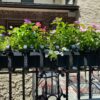 Decorative wrought iron railing planter, painted black, at private residence in New York City (Item 93-0-03)