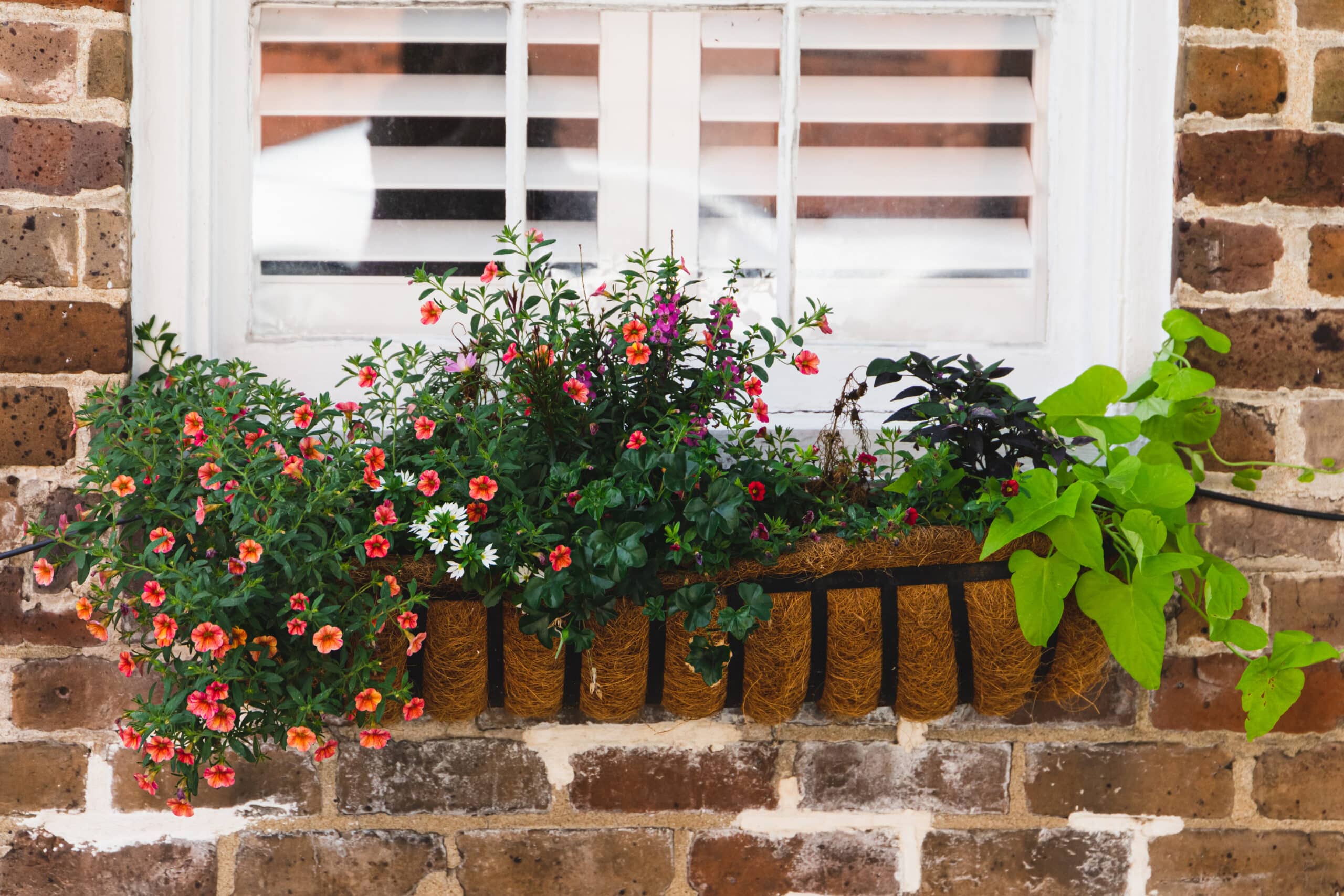 Metal framed planter box with coconut liner and flowers